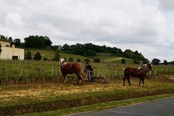 Saint Emilion Half-Day Trip with Wine Tasting & Winery Visit from Bordeaux - The Château Stop: Red Wine Tasting in a Real Grand Cru Setting