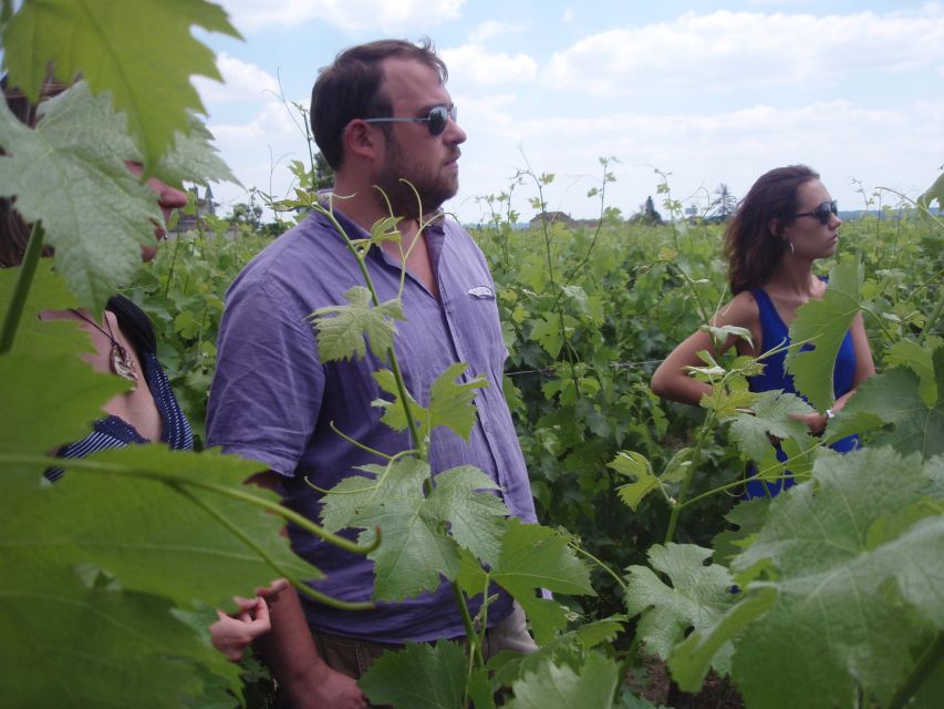 Saint-Émilion: Vineyard Walking Tour and Tasting - The vineyard walk: plots, seasonal work, frost and sustainability