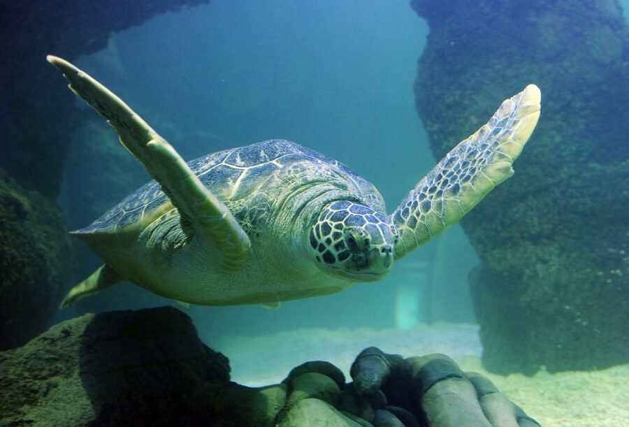 SEA LIFE Paris: Admission Ticket - Virtual Aquarium and I-Sand Creation: interactive stops that hold attention