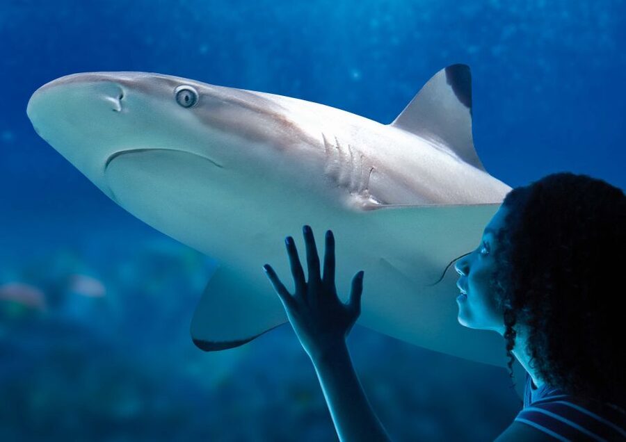 SEA LIFE Paris: Admission Ticket - Pricing and value: about $28 for a full indoor animal day