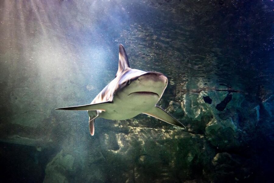 SEA LIFE Paris: Admission Ticket - SEASCAN and animal talks: learning without a lecture