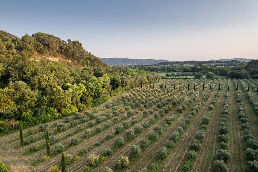 Self tour of the olive oil mill & olive oil tasting - The olive grove option: a calm walk after the tastings