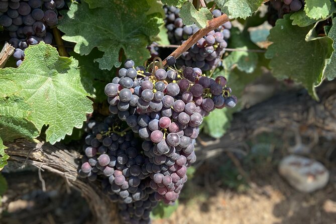 Small Group Guided E-bike Tour in Nice's Organic Vineyard - Collet Bovis Winery Stop: Where You Meet the People Behind Nice Wine