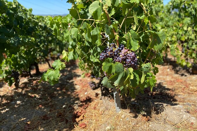 Small Group Guided E-bike Tour in Nice's Organic Vineyard - The Return Ride: Downhill Fun With Real-Road Awareness