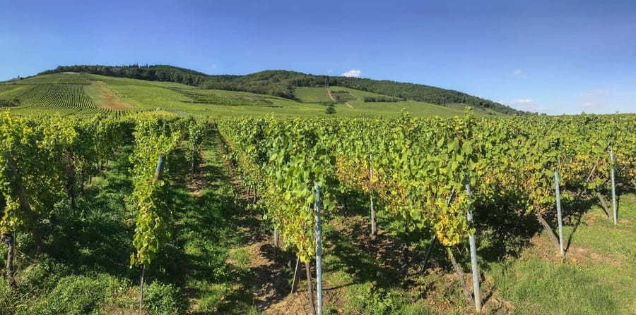 Strasbourg: Full-Day Small Group Tour to Colmar & Riquewihr - Getting to the Wine Route: comfort, small-group flow, and pickup choices