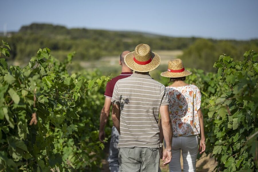The Châteaux of Grès de Montpellier & Wine Tasting - Price and logistics: does $93 make sense for a 3.5-hour wine outing?