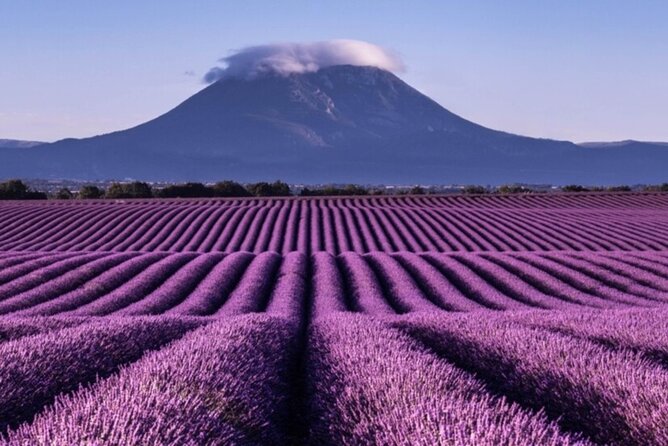 Visit the lavender fields, the Gorges du Verdon and Moustiers. - Your guide, Mohammed, and why the photo stops matter